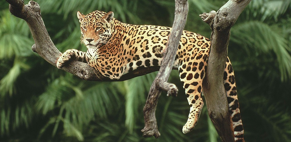 Jaguar Jaguar