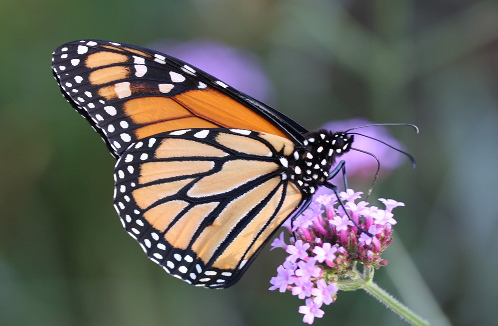 Mariposa Monarca Mariposa Monarca