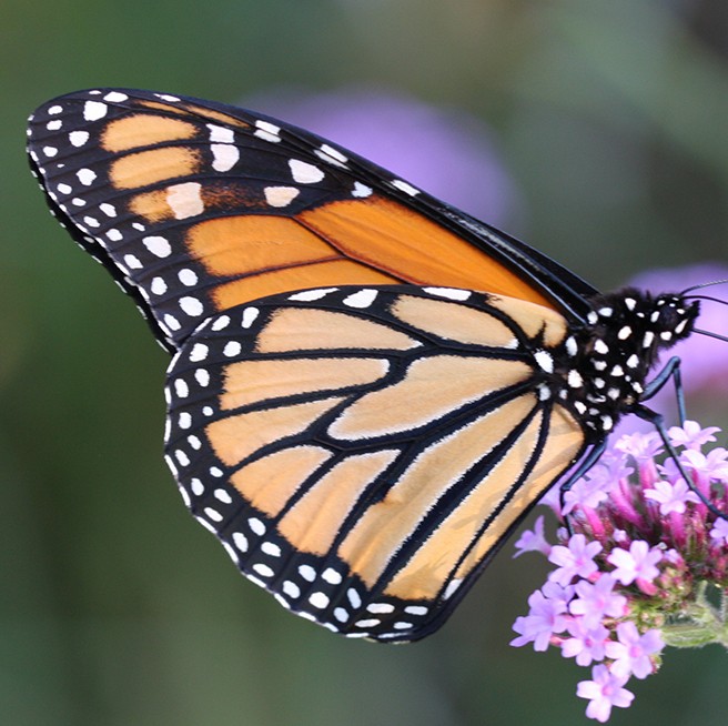 Mariposa Monarca