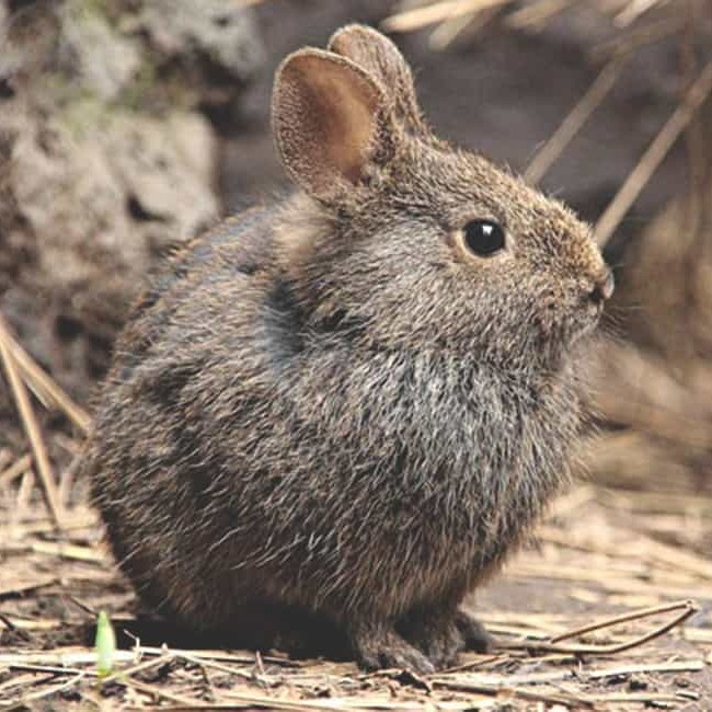 Conejo de los volcanes