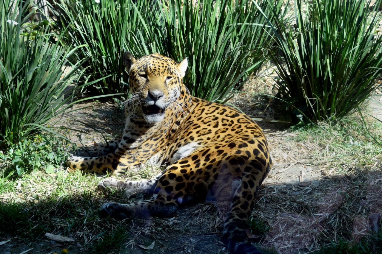 Ikbal en el Zoológico de Chapultepec