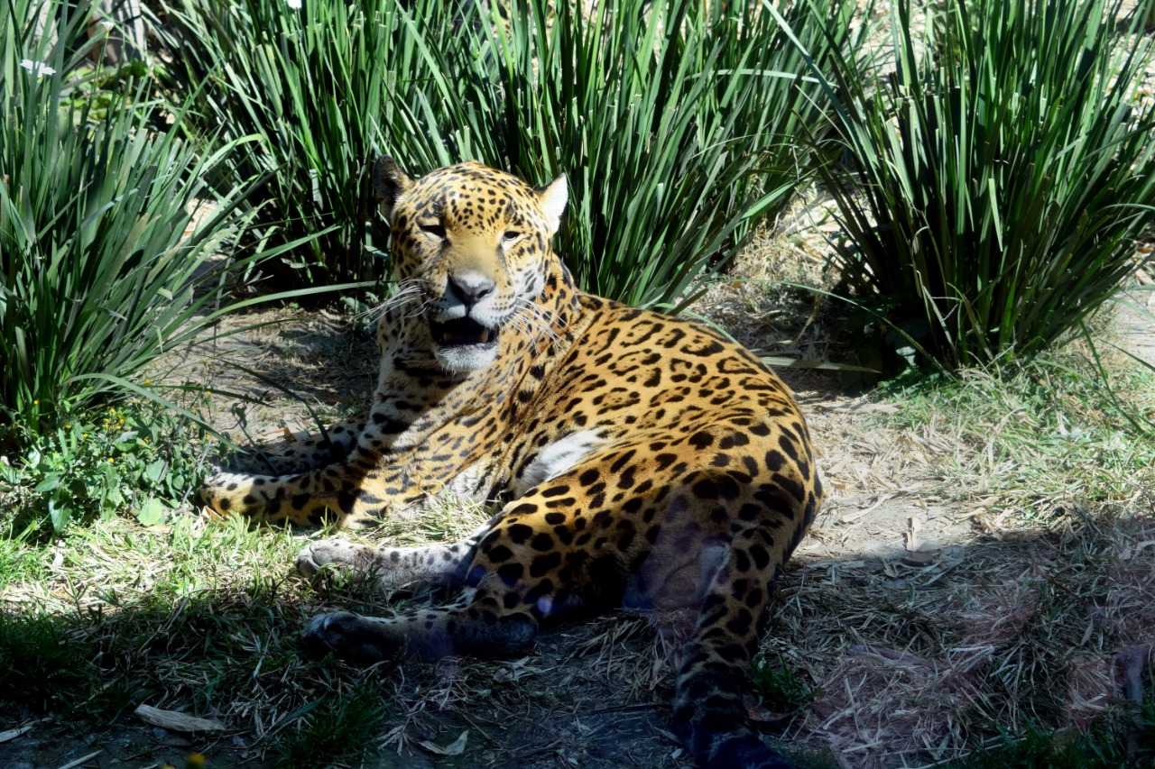 Ikbal en el Zoológico de Chapultepec Ikbal en el Zoológico de Chapultepec