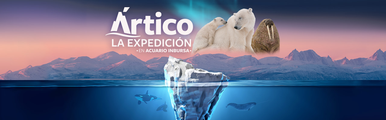 Ártico: La expedición