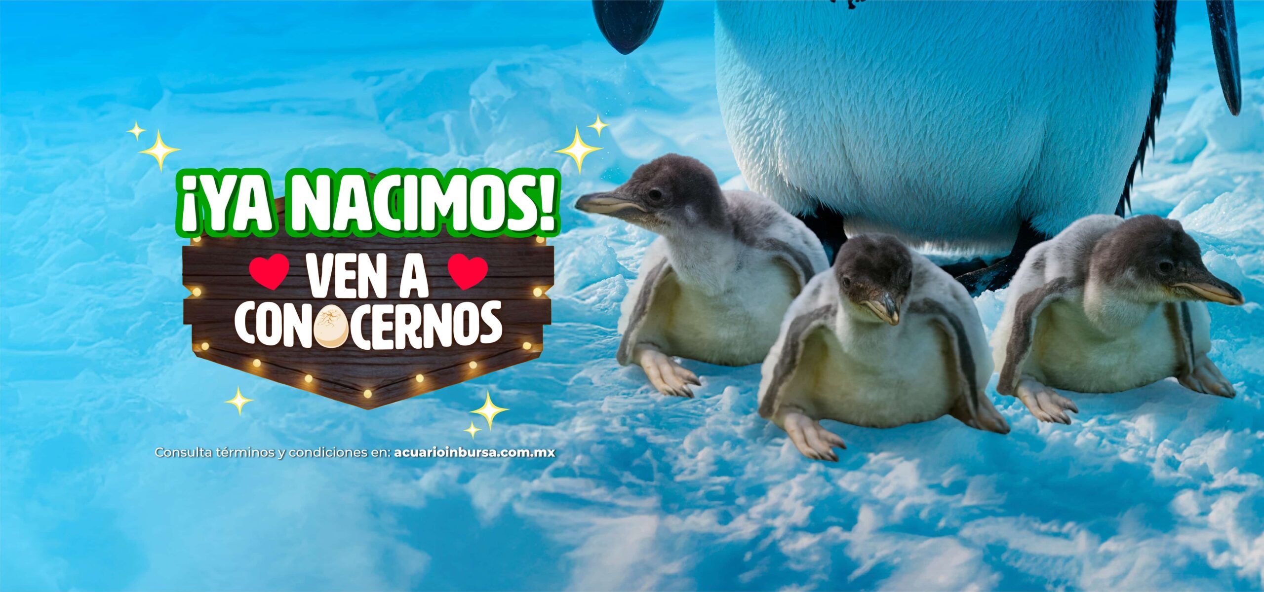 Pingüinos 100% Chilangos. Ya nacimos, ven a conocernos
